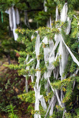 Larch branches with ceremonial ribbons. altai republic