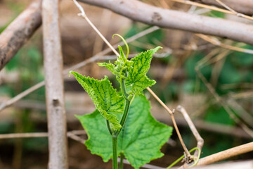 Green zucchini tree