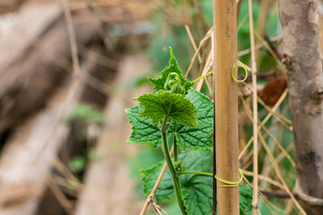 Green zucchini tree