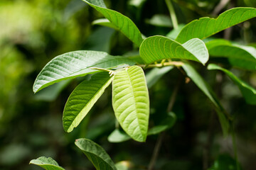 Fototapeta na wymiar Green leaf guava