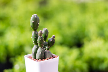 Small cactus in a white planting pot