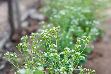 Stevia flowers blooming