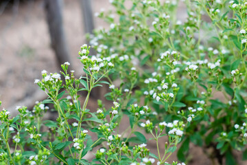 Stevia flowers blooming