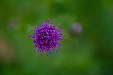 The purple flower