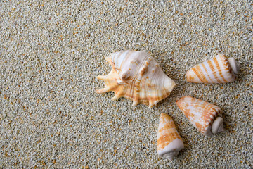 貝がらフレーム１ヨコ