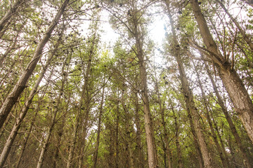 Fototapeta premium trees in the forest