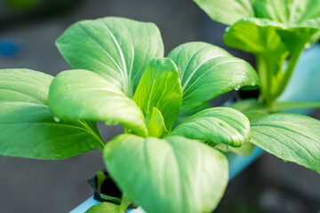 Bok choy vegetable