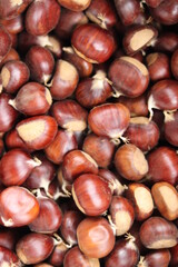 
Chestnuts found on the ground around the chestnut tree.