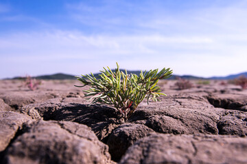 Saliconia Herbacea in cracked and reclaimed land.