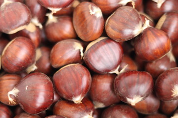 
Chestnuts found on the ground around the chestnut tree.