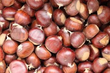 
Chestnuts found on the ground around the chestnut tree.