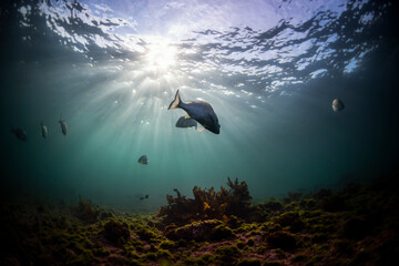Obraz premium School of fish swimming in the crystal clear water, Australia