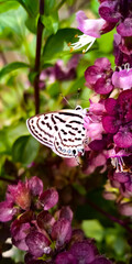 Beautiful butterfly  is setting on the leaf  outside  from house in a beautiful field or garden