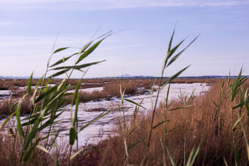 Saliconia Herbacea in cracked and reclaimed land.