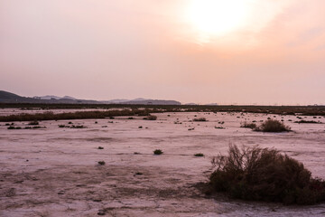 Saliconia Herbacea in cracked and reclaimed land.