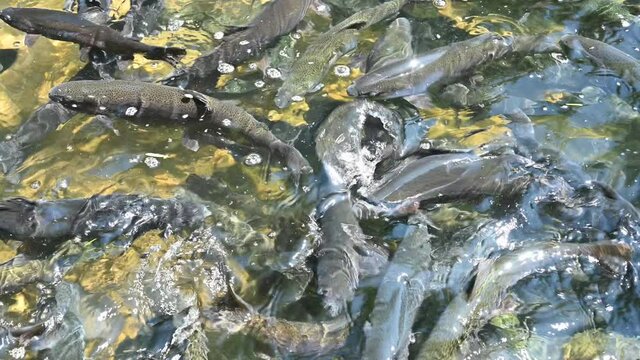 Feeding frenzy as rainbow trout eat at the D.C. Booth Historic National Fish Hatchery in Spearfish, South Dakota, USA