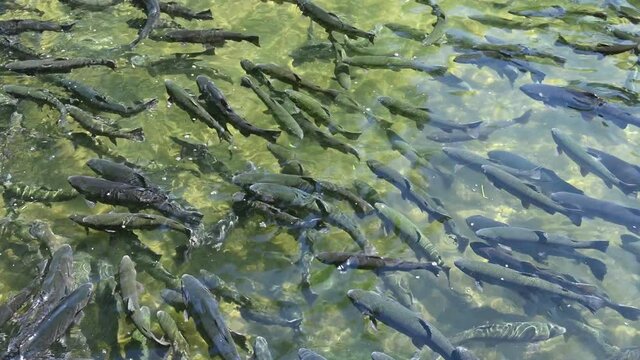 Feeding frenzy as rainbow trout eat at the D.C. Booth Historic National Fish Hatchery in Spearfish, South Dakota, USA