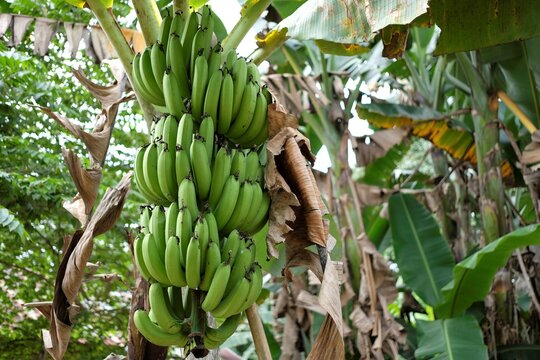 Photo of Green Ambon banana fruit