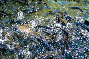 Feeding frenzy as rainbow trout eat at the D.C. Booth Historic National Fish Hatchery in Spearfish, South Dakota, USA
