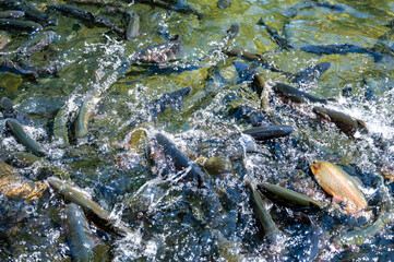 Feeding frenzy as rainbow trout eat at the D.C. Booth Historic National Fish Hatchery in Spearfish, South Dakota, USA