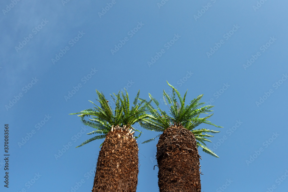 Wall mural the beautiful tropical plant back ground blue sky.