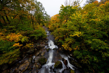 鳥海山のふもとの紅葉のなかを流れr小川の風景