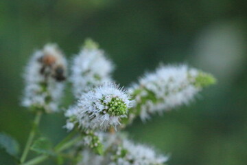 Mint flowers_4277