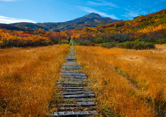 Fototapeta premium 紅葉の鳥海山と湿原遊歩道