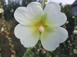 white and pink flower
