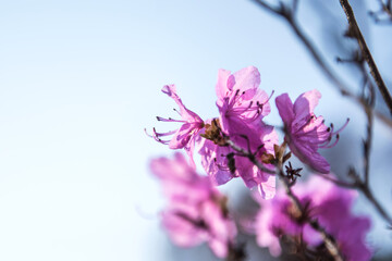 Fototapeta na wymiar The beautiful Azalea flower scenery of spring field in the sunshine blurred backgound.