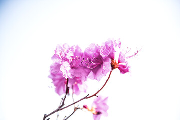 Naklejka na ściany i meble The beautiful Azalea flower scenery of spring field in the sunshine blurred backgound.