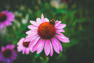 eine Hummel sitzt auf einer Purpur Sonnenhut Blume in einer Nahaufnahme