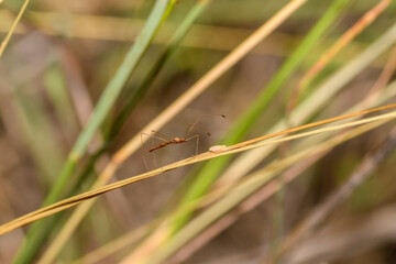 stilt Bug or Thread Bug -  Neoneides muticus