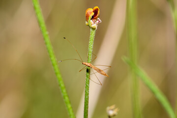 stilt Bug or Thread Bug -  Neoneides muticus