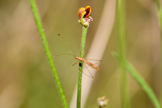 stilt Bug or Thread Bug -  Neoneides muticus