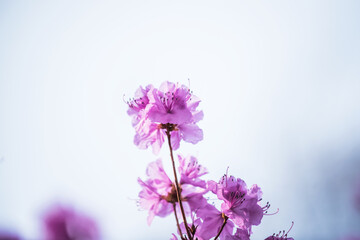 The beautiful Azalea flower scenery of spring field in the sunshine blurred backgound.