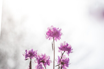 The beautiful Azalea flower scenery of spring field in the sunshine blurred backgound.