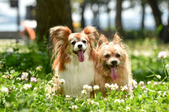自然の中でおすましするミックス犬