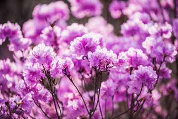 The beautiful Azalea flower scenery of spring field in the sunshine blurred backgound.