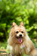 自然の中でおすましするミックス犬