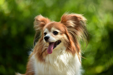 自然の中でおすましするミックス犬