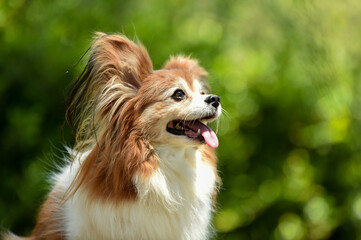 自然の中でおすましするミックス犬