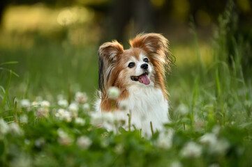 自然の中でおすましするミックス犬