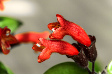 Close up on beautiful red Lipstick vine flower,Aeschynanthus radicans in garden.