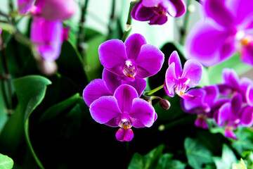 Fototapeta na wymiar Vivid purple Moth orchid,phaelenopsis,flower close up white background.