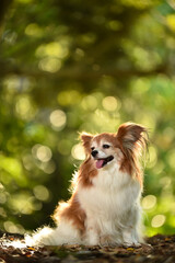 自然の中でおすましするミックス犬