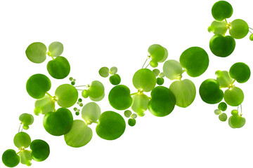 frog bit water plant isolated on white . top view