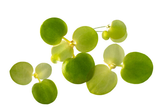 frog bit water plant isolated on white . top view