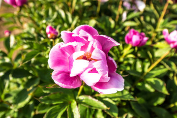 Beautiful pink color peony flower with dew in garden.