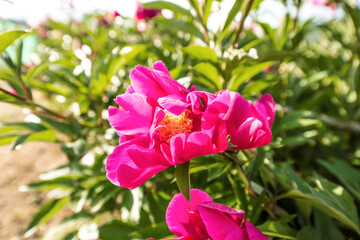Beautiful pink color peony flower with dew in garden.